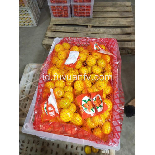 Jeruk mandarin bayi langsung dari pabrik